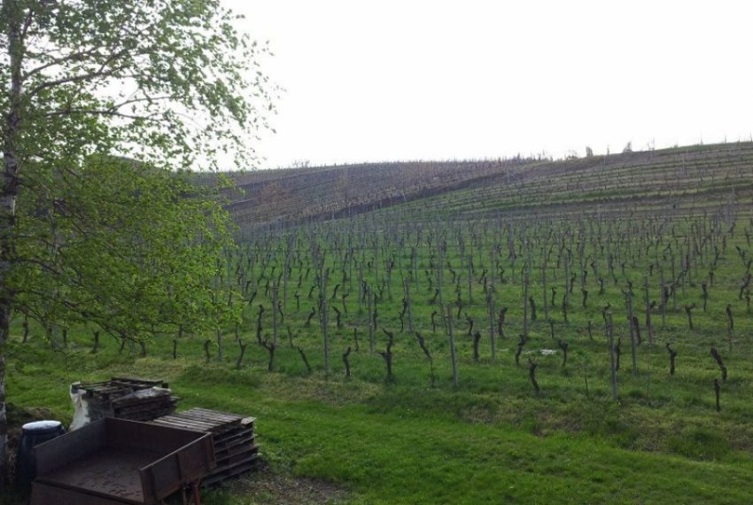 case-in-piemonte-piedmont-real-estate-running-winery-panoramic-position-13