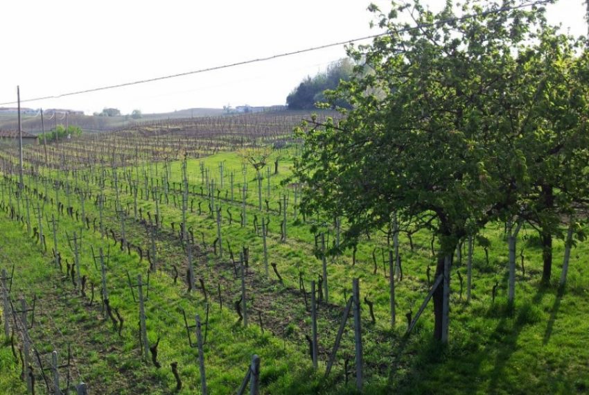 case-in-piemonte-piedmont-real-estate-running-winery-panoramic-position-14