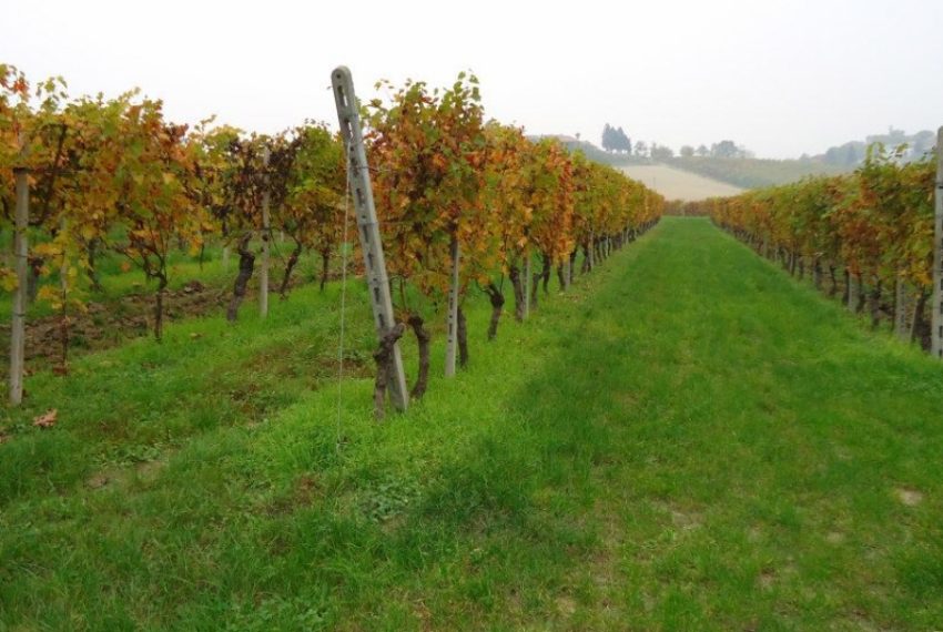 case-in-piemonte-piedmont-real-estate-running-winery-panoramic-position-7