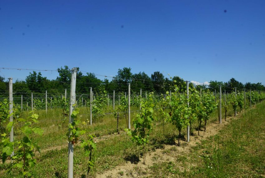 CP-1304-unesco-vineyard-winery-nizza-barbera-fabiana-elianne-realestate-caseinpiemonte-asti-homesinpiemonte (5)