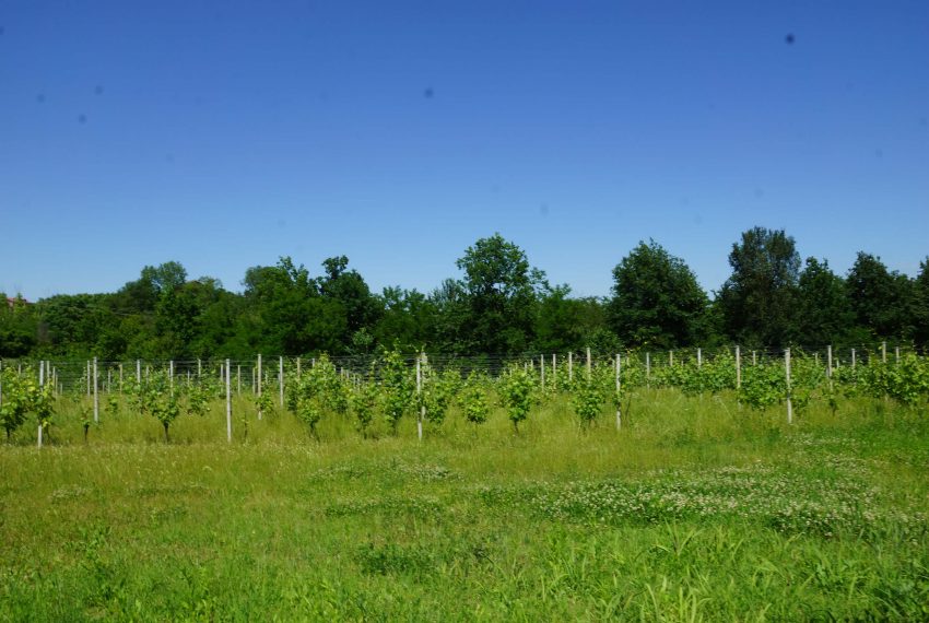 CP-1304-unesco-vineyard-winery-nizza-barbera-fabiana-elianne-realestate-caseinpiemonte-asti-homesinpiemonte (63)