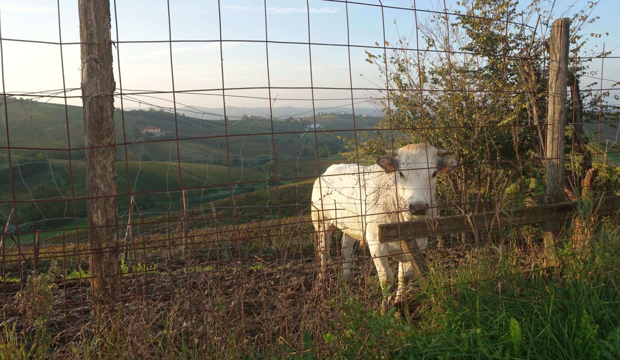 Cp-1622_unesco_nizza_barbera_moscato_monferrato_caseinpiemonte_fabiana_elianne_selectedhomes_homesinpiemonte ( (15)