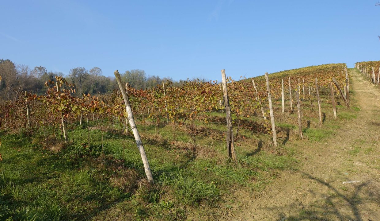 CP_1626_caseinpiemonte_unesco_barbera_vineyards_piemonte_fabiana_elianne_castelnuovo_mombercelli_cascina_farm (3)