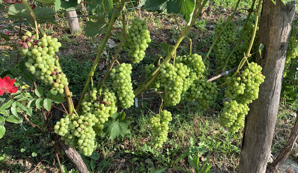 CaseinPiemonte_AglianoTerme_Monferrato_Immobiliare_barbera_cm-1687.jpg_1491