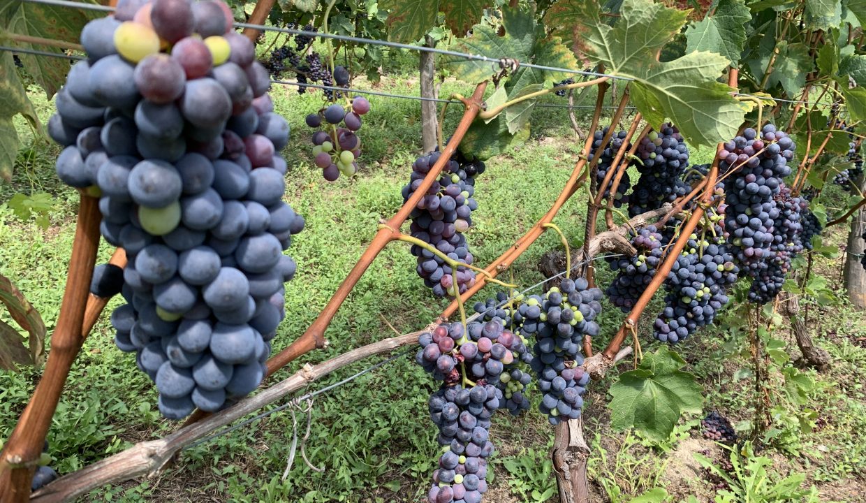 CaseinPiemonte_AglianoTerme_Monferrato_Immobiliare_barbera_cm-1687.jpg_1789