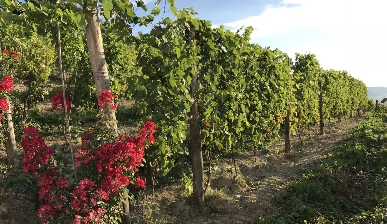 CaseinPiemonte_AglianoTerme_Monferrato_Immobiliare_barbera_cm-1687.jpg_2525