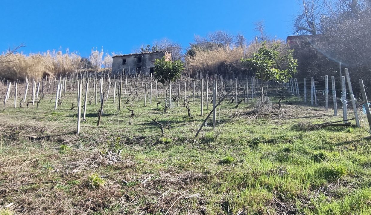 CP-1703_Valdivilla_fabiana_elianne_unesco_monferrato_barbera_piemonte.jpg march (5)