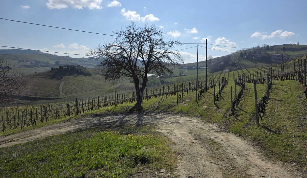 CM-1731_neive_barbaresco_asti_piemonte_elianne_fabiana_caseinpiem (6)