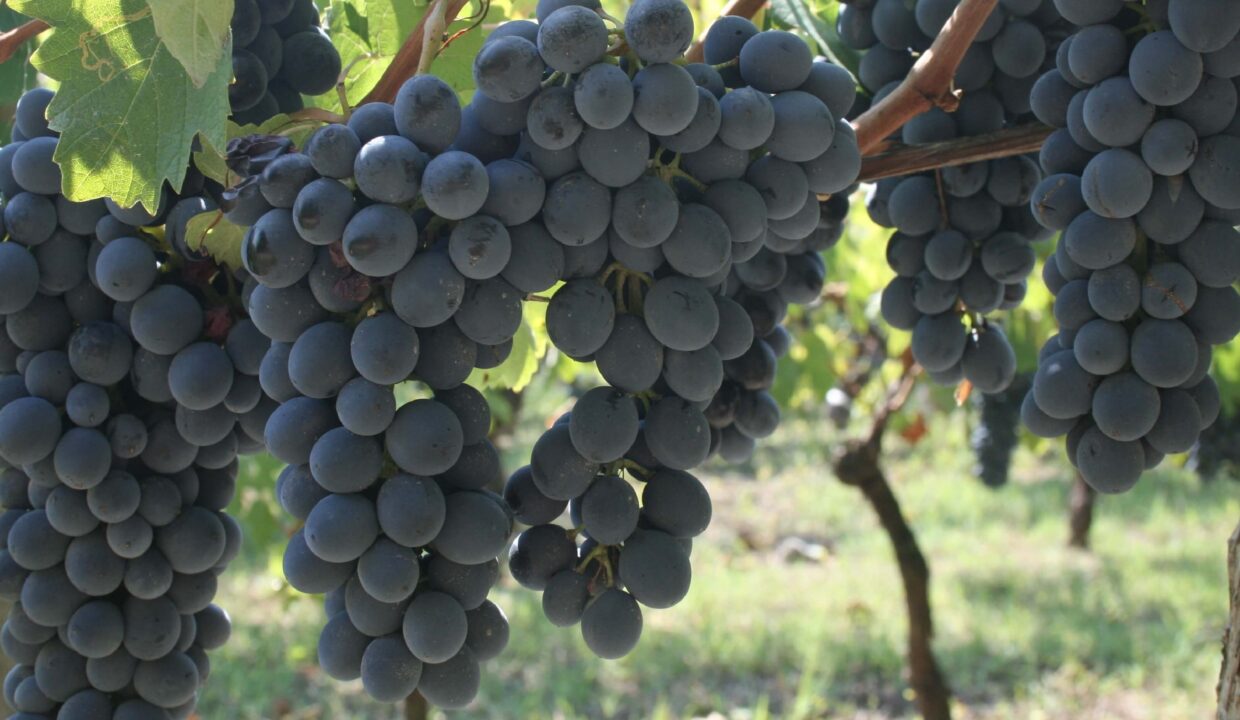 Barbera