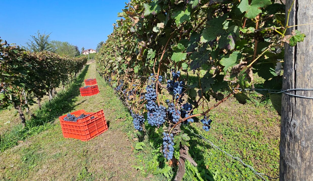 Vinmark innhøsting