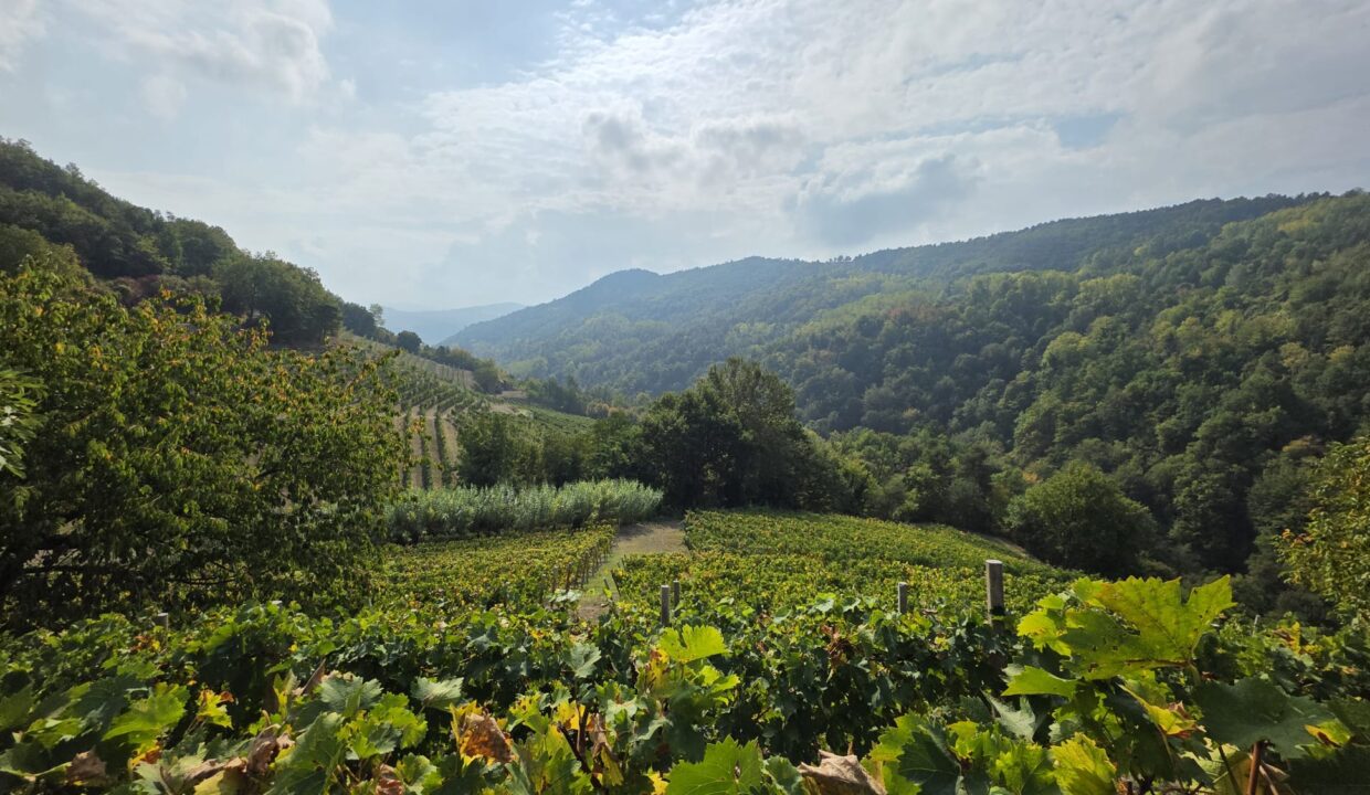 case-in-piemonte-piedmont-properties-real-estate-eli-anne-fabiana-1764 (5)